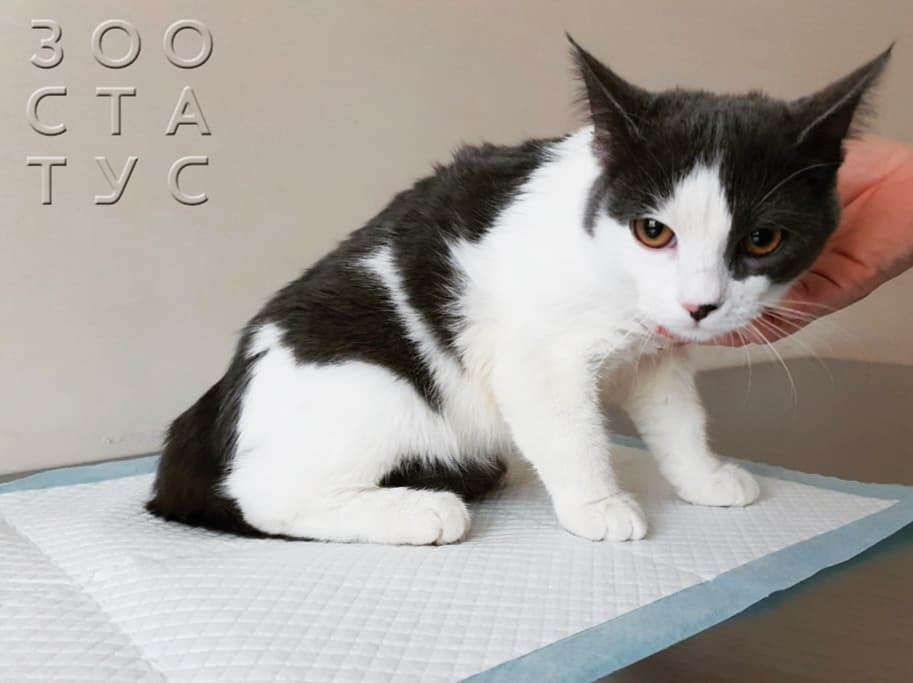 болит лапа у кошки