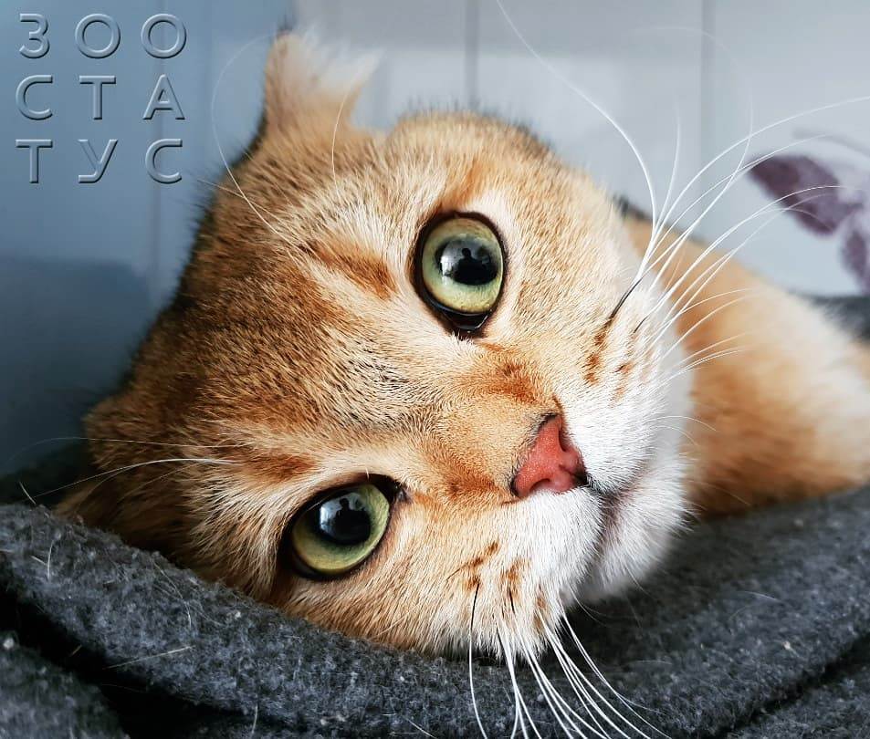 болит лапа у кошки