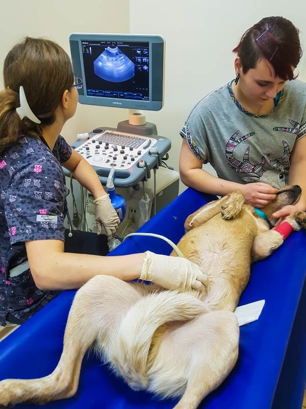 УЗИ собаке с болезнью печени