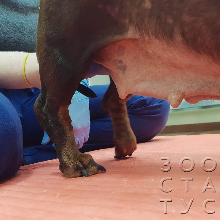 болит лапа у собаки