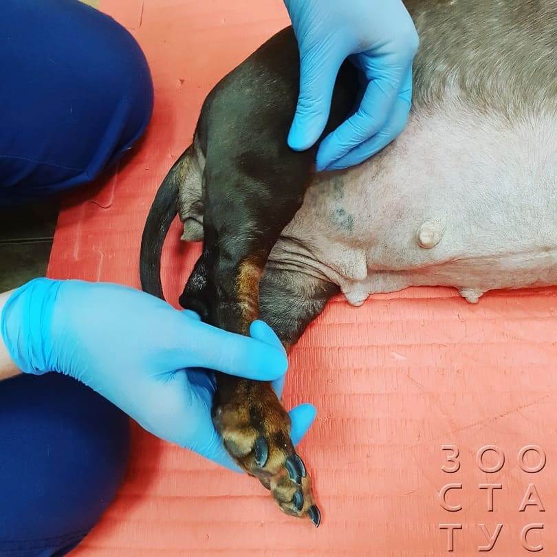 болит лапа у собаки