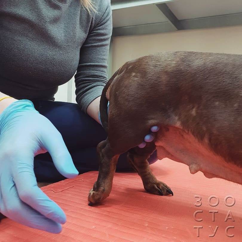 болит лапа у собаки