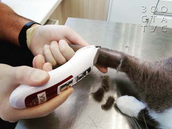 зачем брить животных