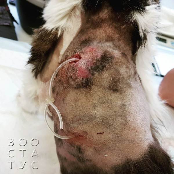 зачем брить животных