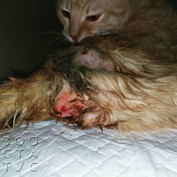 зачем брить животных