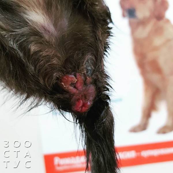 зачем брить животных