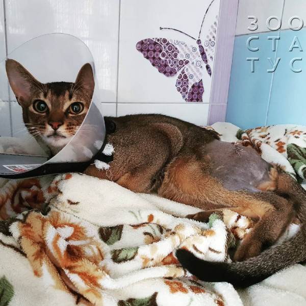 зачем брить животных