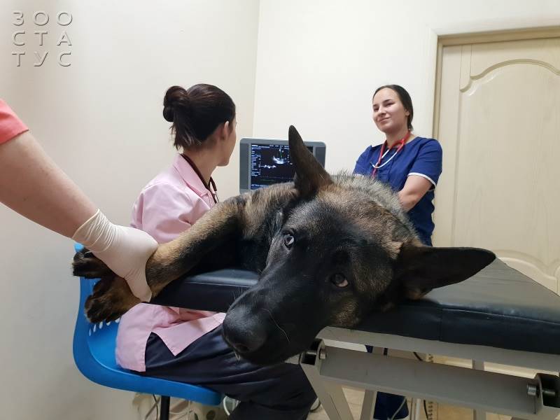 ветеринарный кардиолог для кошек и собак