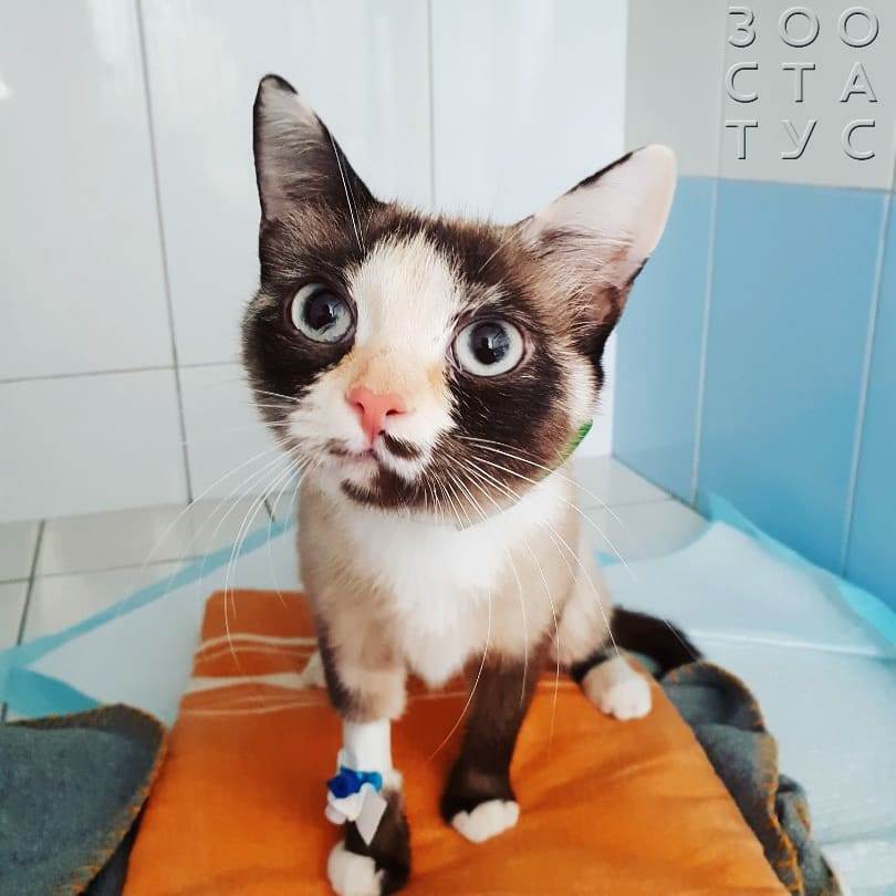 черный кал у кошки