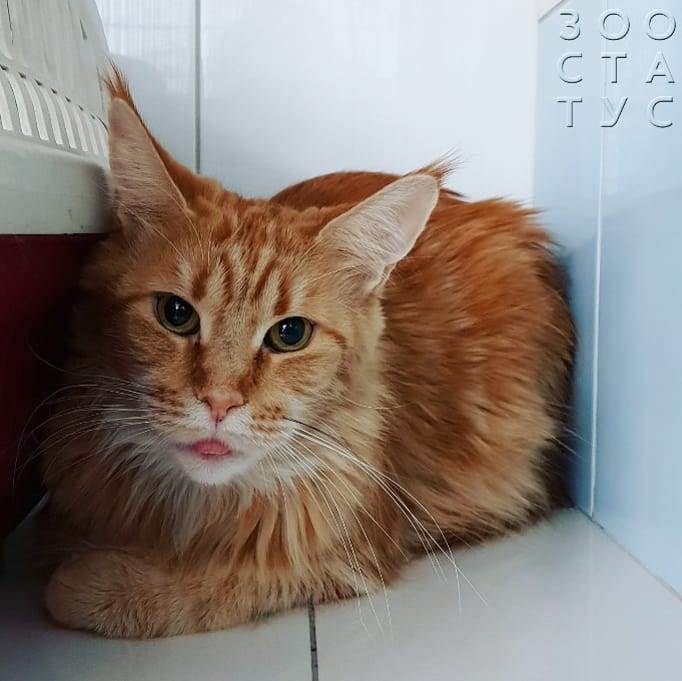 черный кал у кошки