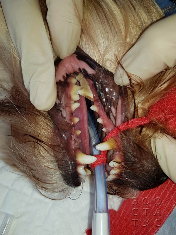 чистка зубов собаке ультразвуком