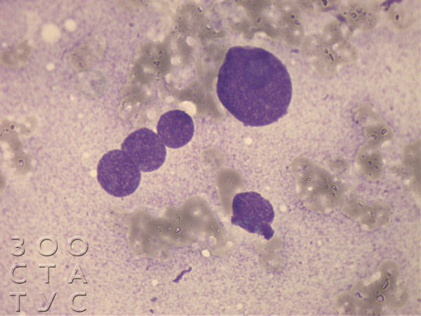 цитология у животных