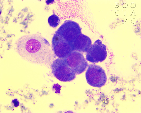 цитология у животных