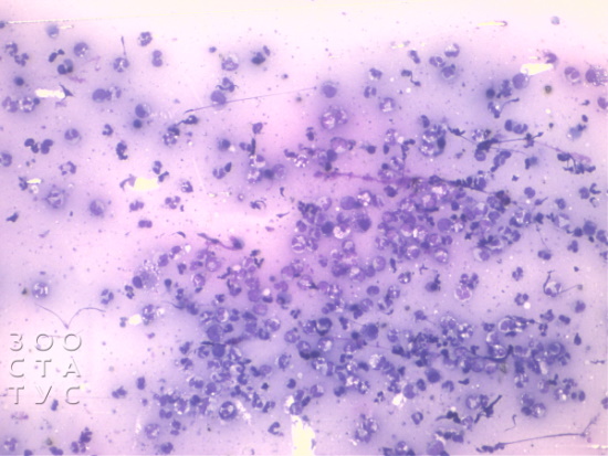 цитология у животных