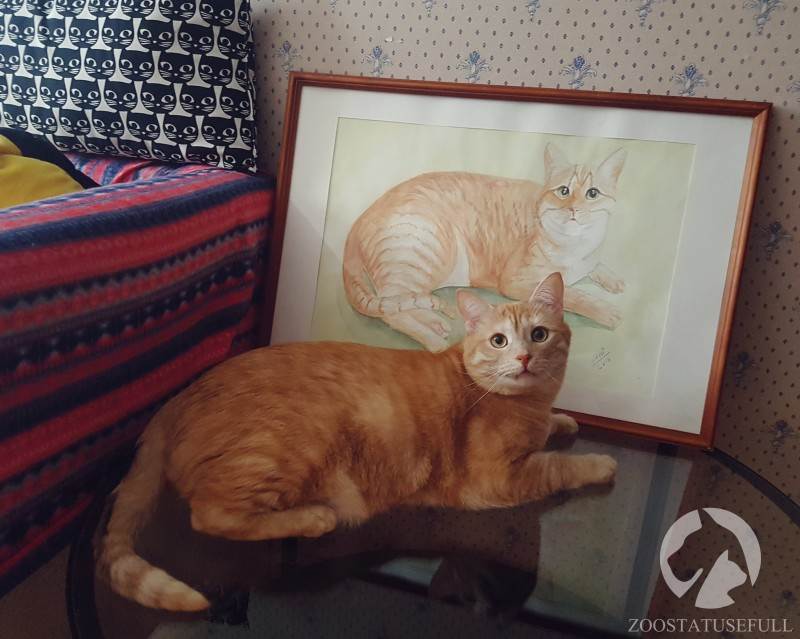 кот у диетолога