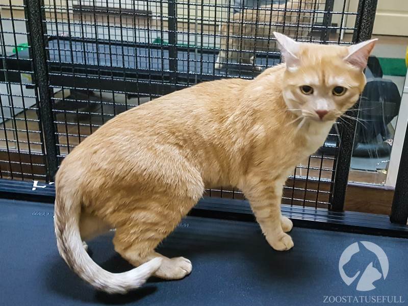 кот у диетолога