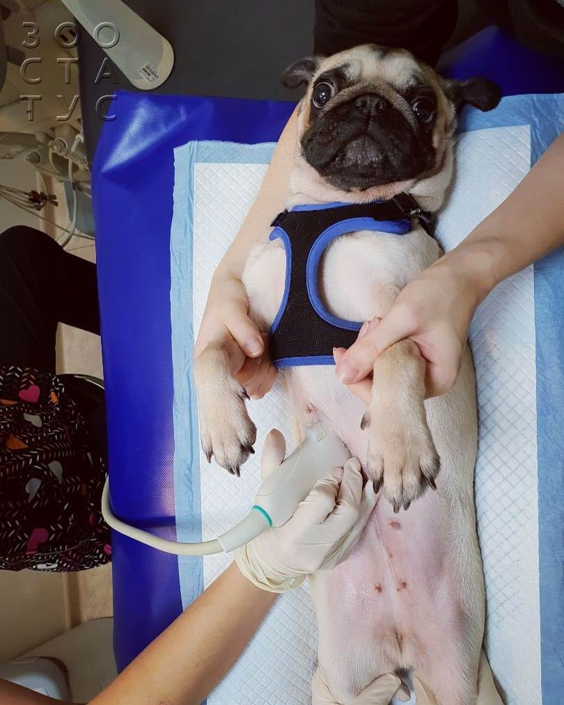 кормление собак с МКБ