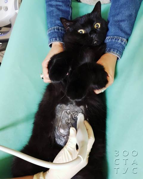 как работают гастро-корма