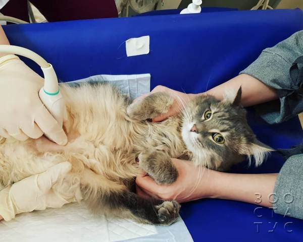 как работают гастро-корма