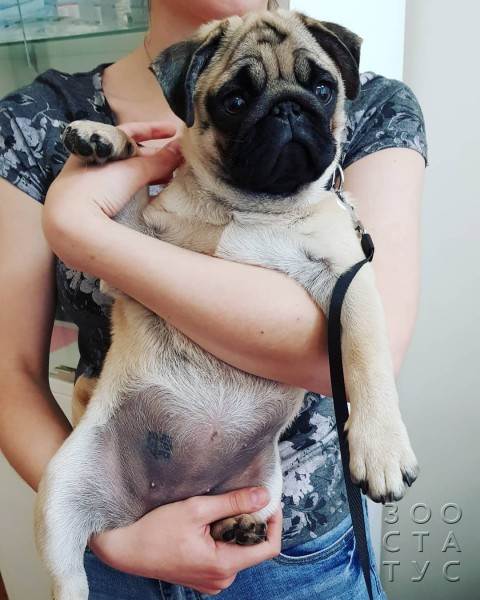 как работают гастро-корма