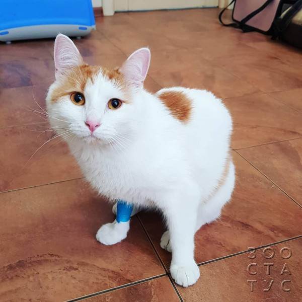 как работают гастро-корма