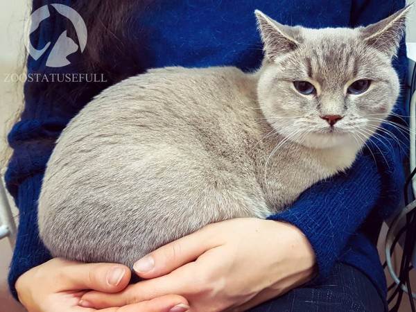 диспансеризация кошек и собак