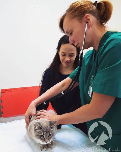 диспансеризация кошек и собак