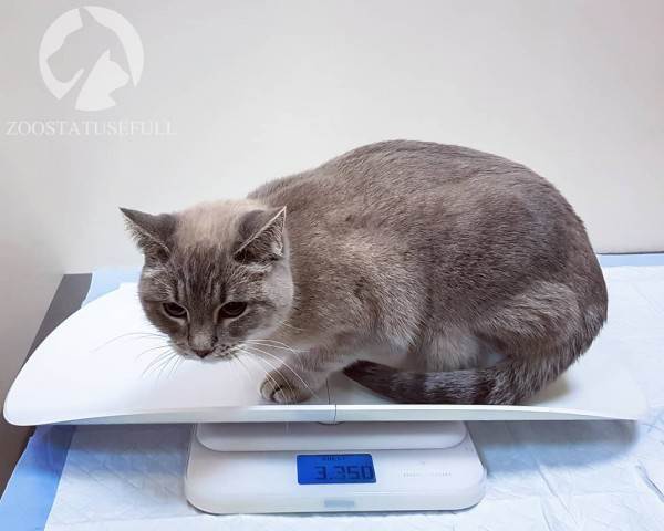 диспансеризация кошек и собак