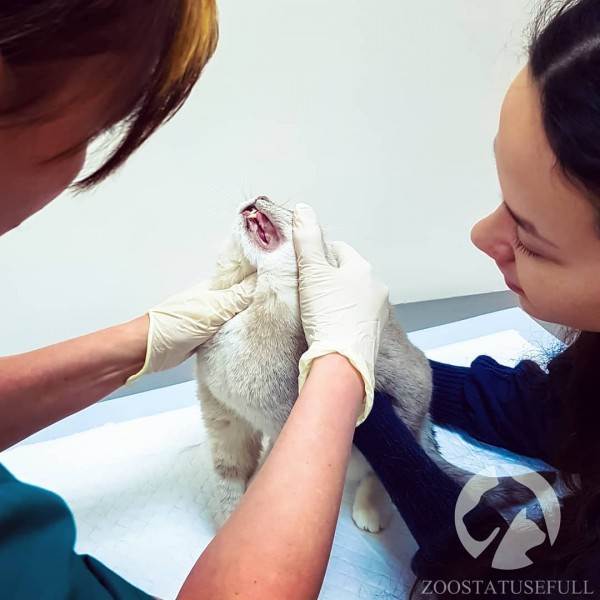 диспансеризация кошек и собак