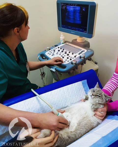 диспансеризация кошек и собак