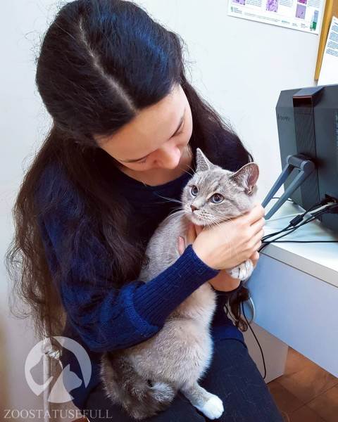 диспансеризация кошек и собак