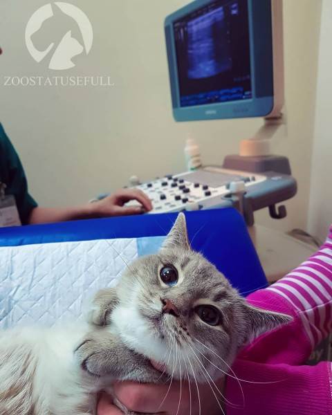 диспансеризация кошек и собак