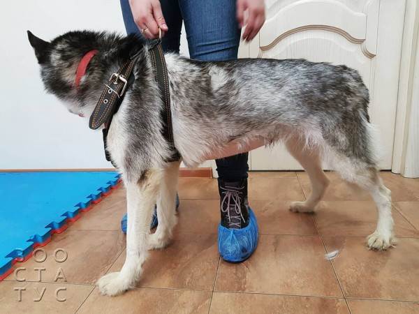 собака дрожит