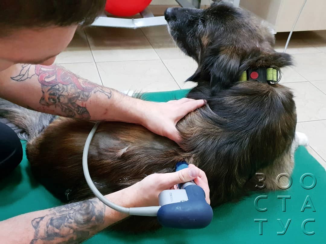 ЭУВТ для кошек и собак