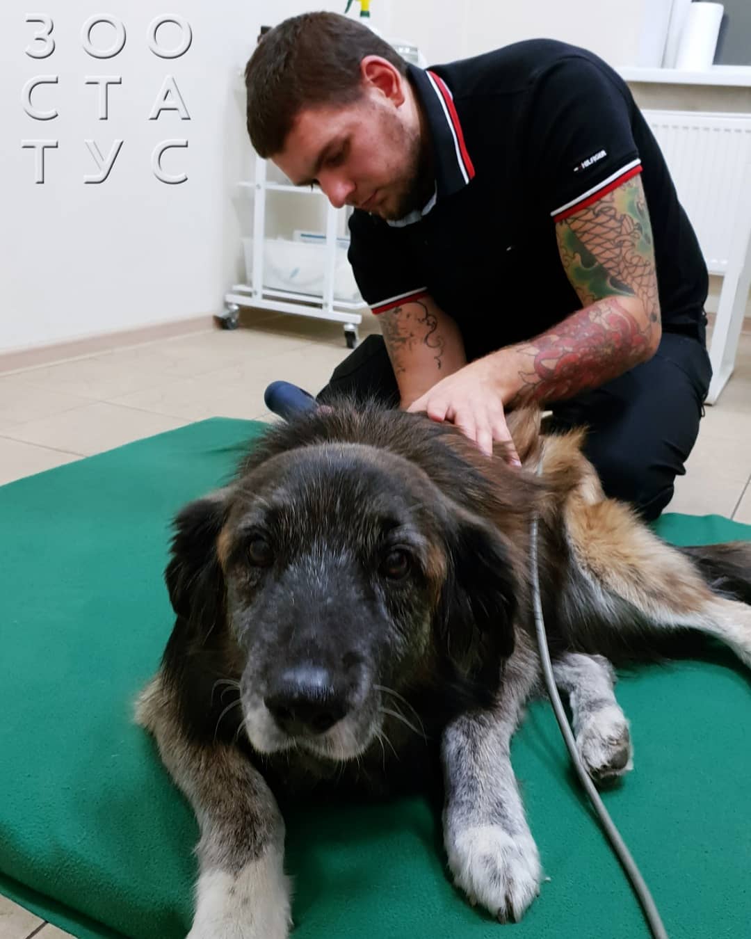 ЭУВТ для кошек и собак