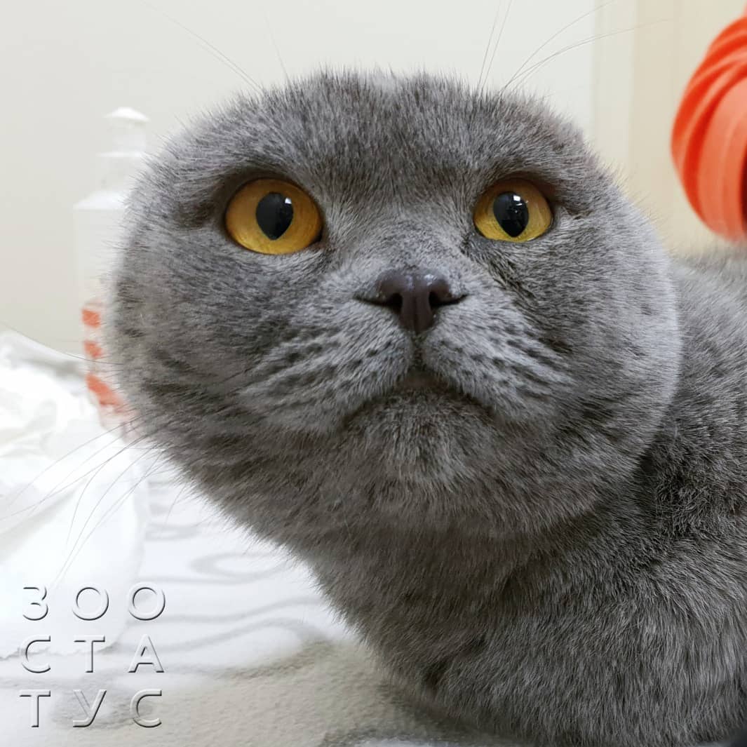 ЭУВТ для кошек и собак