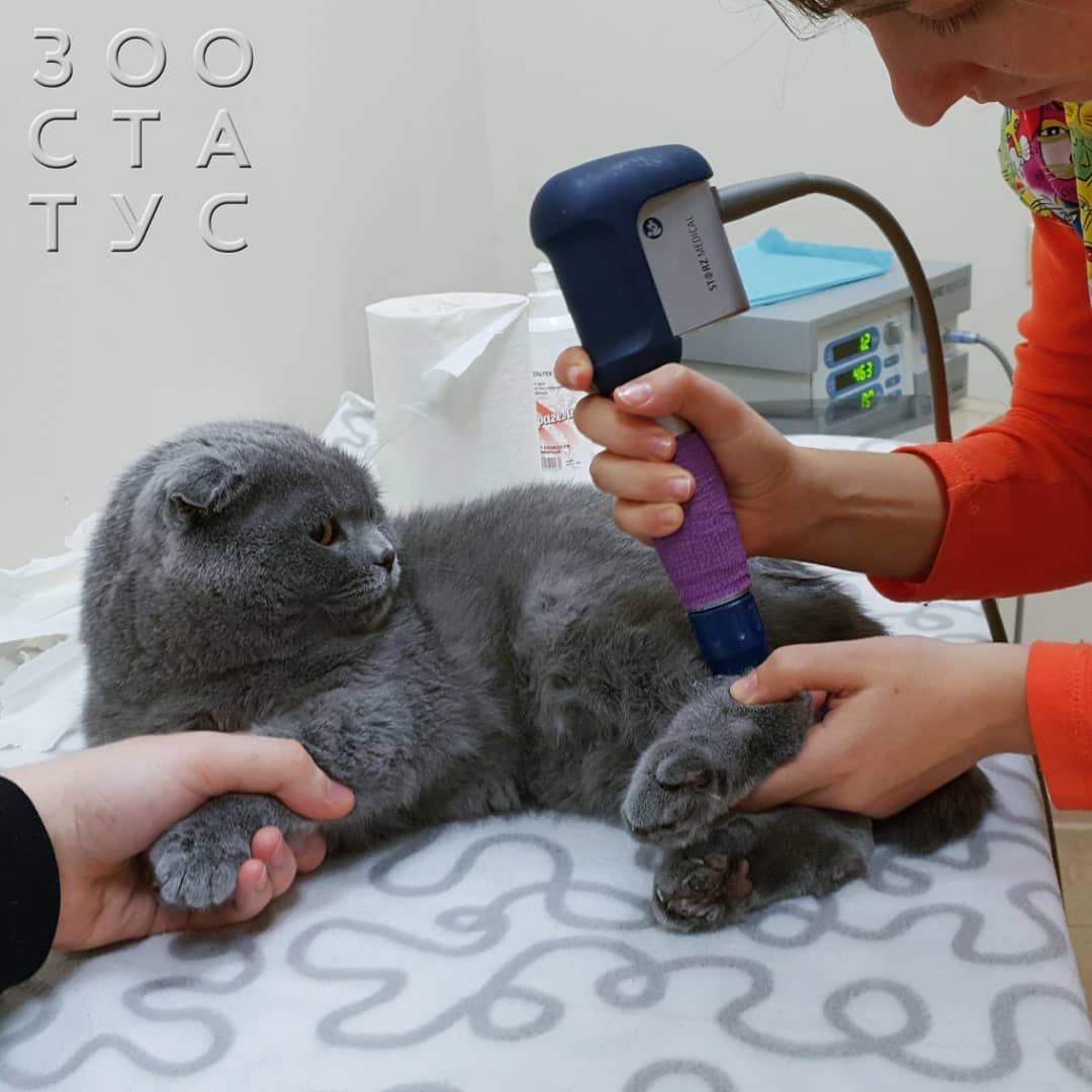 ЭУВТ для кошек и собак