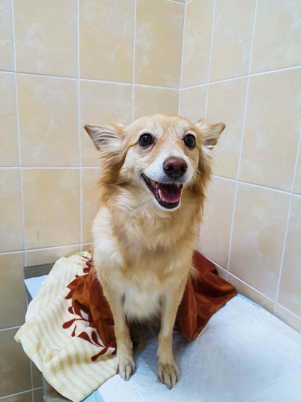 Фимоз у собаки
Фото фимоз и парафимоз у собаки