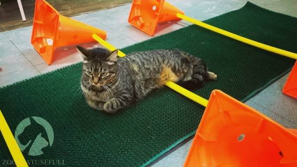 физическая реабилитация в ветеринарии