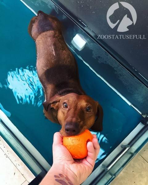 физическая реабилитация в ветеринарии