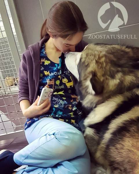 физическая реабилитация в ветеринарии