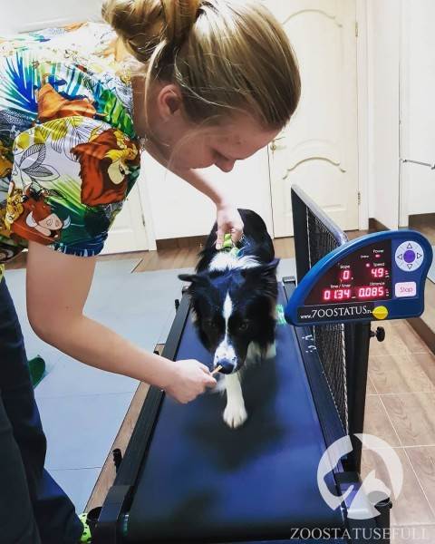 физическая реабилитация в ветеринарии