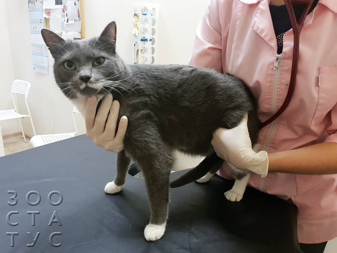 гипотермия у кошки