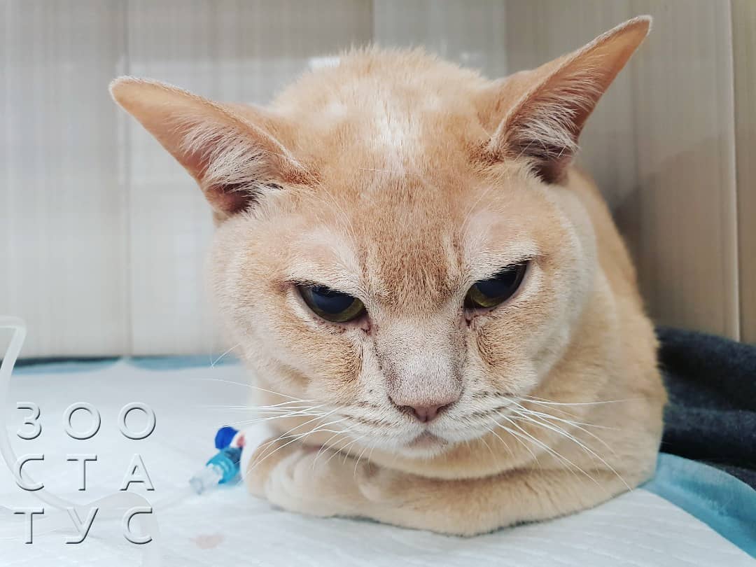 гипотермия у кошки