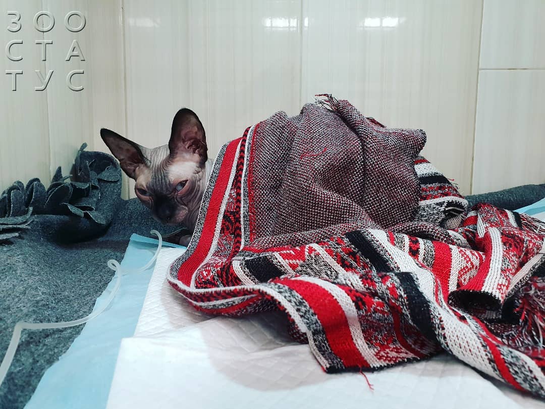 гипотермия у кошки