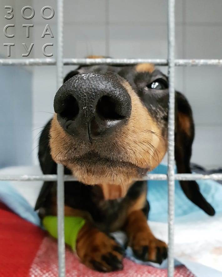 выделения из носа собаки