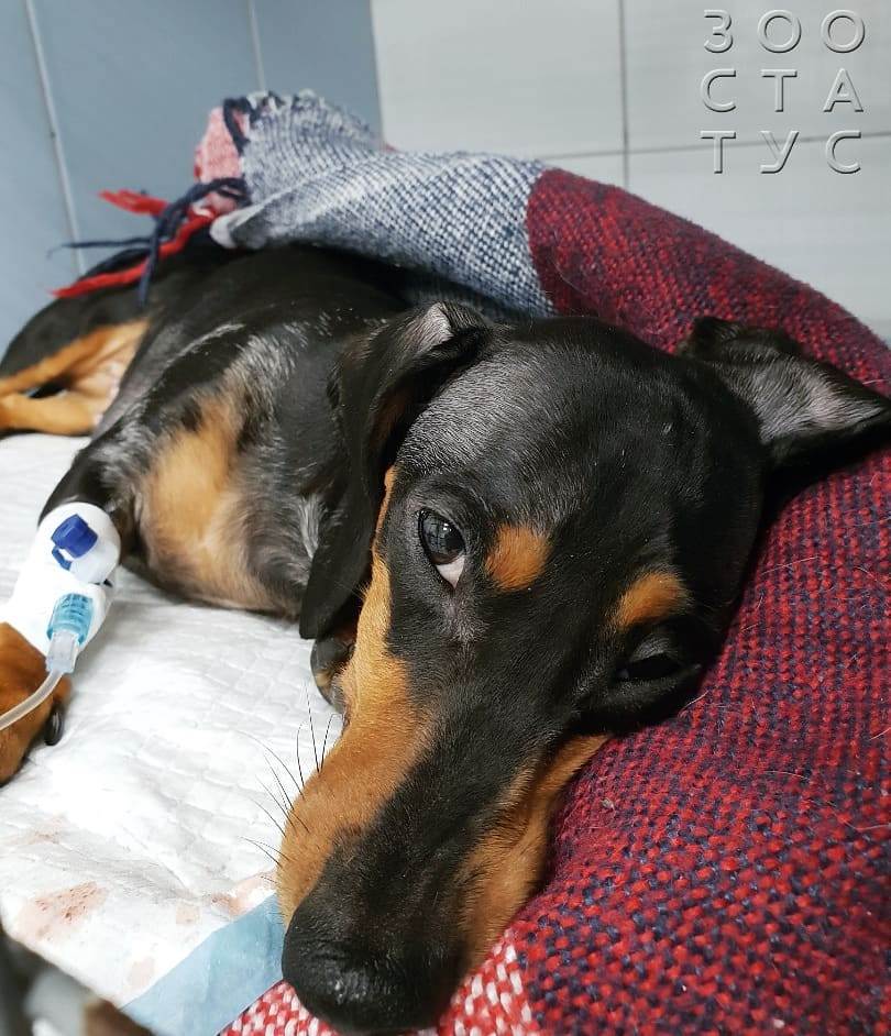 выделения из носа собаки