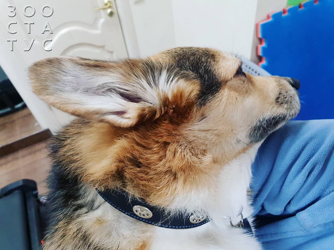 горячие уши у собак