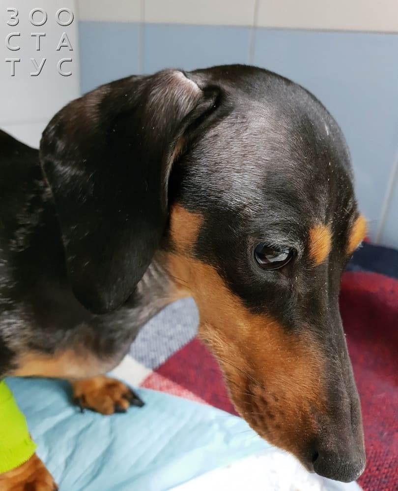 горячие уши у собак