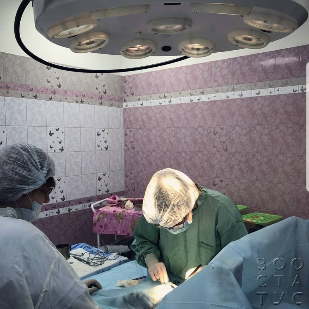 удаление пупочной грыжи у собак